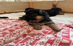 German Shepherd dogs for sale: KC show line German Shepherd puppies - Image 16