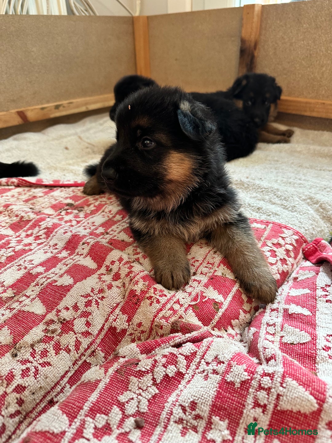 German Shepherd dogs for sale: KC show line German Shepherd puppies - Image 16