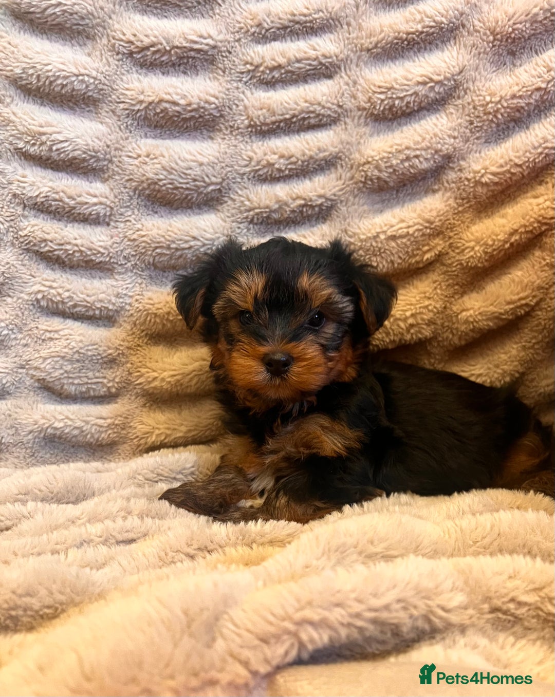 Yorkshire Terrier dogs for sale: Yorkshire terrier puppy’s  - Advert 6