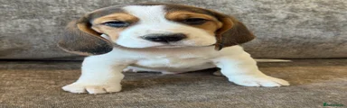 Beagle Puppy 2