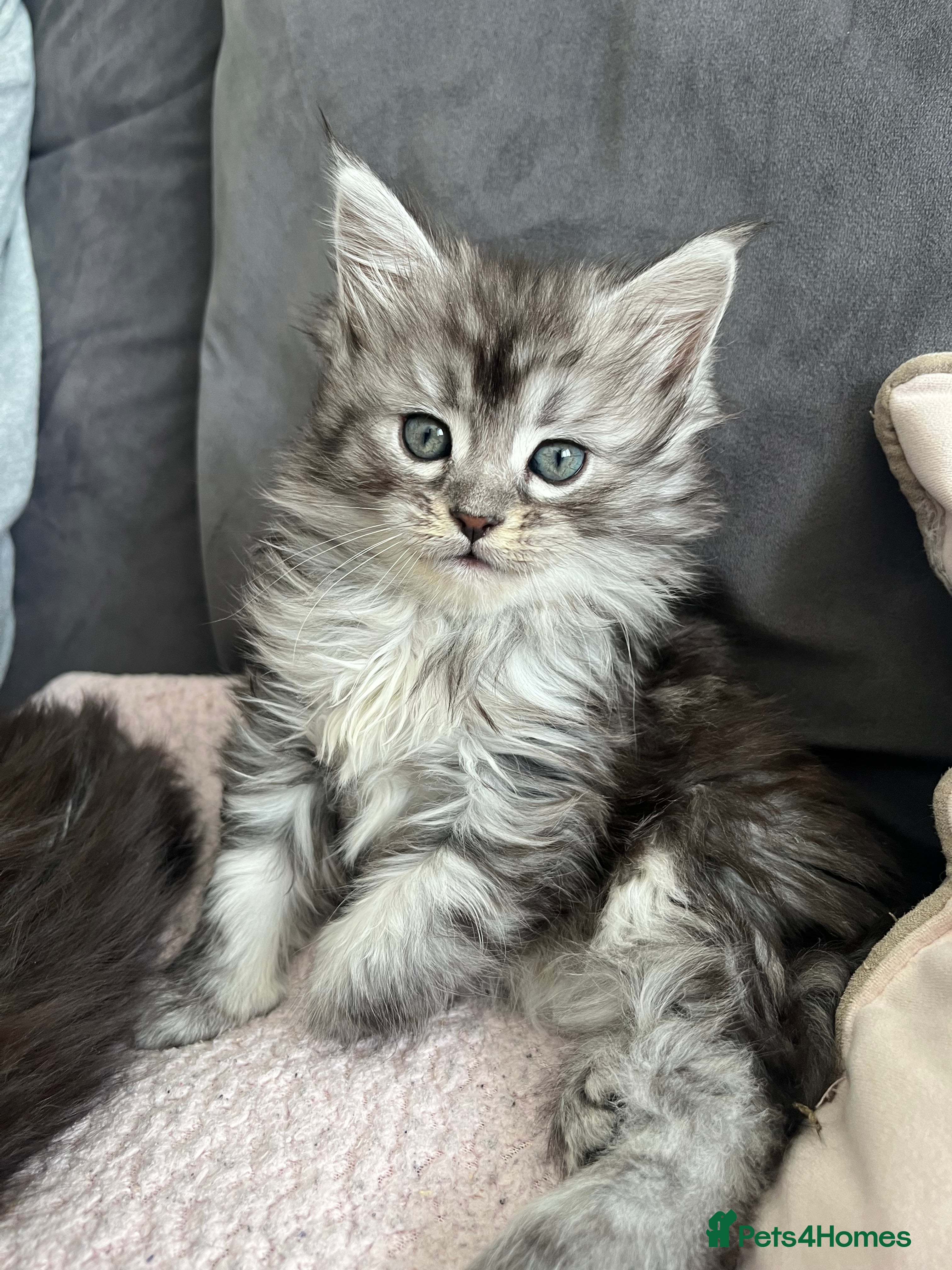 Maine Coon cats Maine coon kittens  - Advert 10