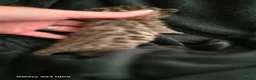 Mixed Breed cats for sale: Bengal X selkirk rex male kittens  - Advert 20