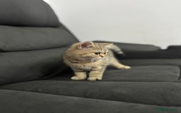 British Shorthair cats for sale: Sweet black golden shaded 💛💛 - Image 4