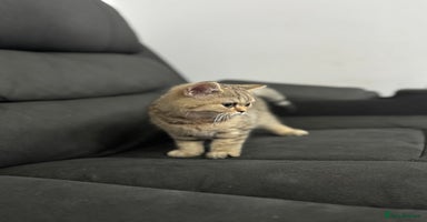 British Shorthair cats - Advert 1
