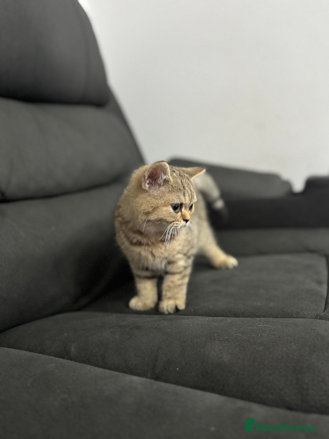 British Shorthair cats for sale: Sweet black golden shaded 💛💛 - Image 4