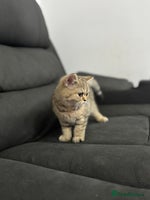 British Shorthair cats - Advert 7