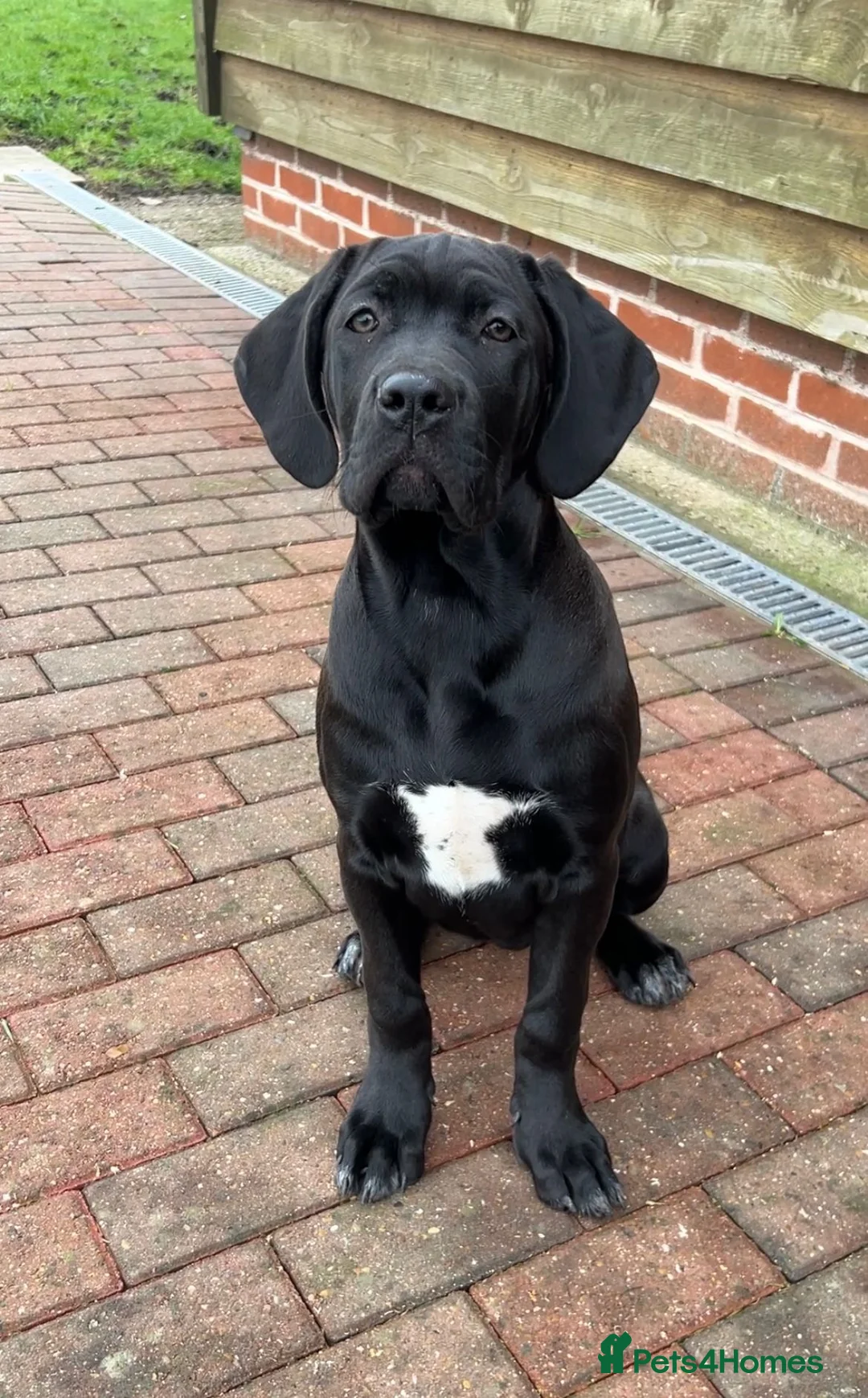 Cane Corso dogs for sale: OUTSTANDING WORKING & SHOW FEMALE PUP - Advert 2