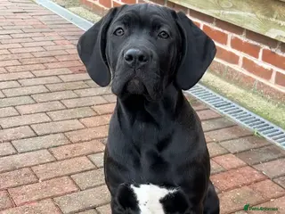 Cane Corso dogs OUTSTANDING WORKING & SHOW FEMALE PUP - Advert 4