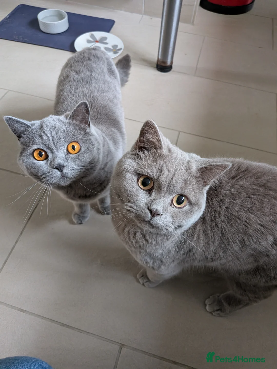 British Shorthair cats for sale: Pair of British Short Hair House Cats - Advert 5