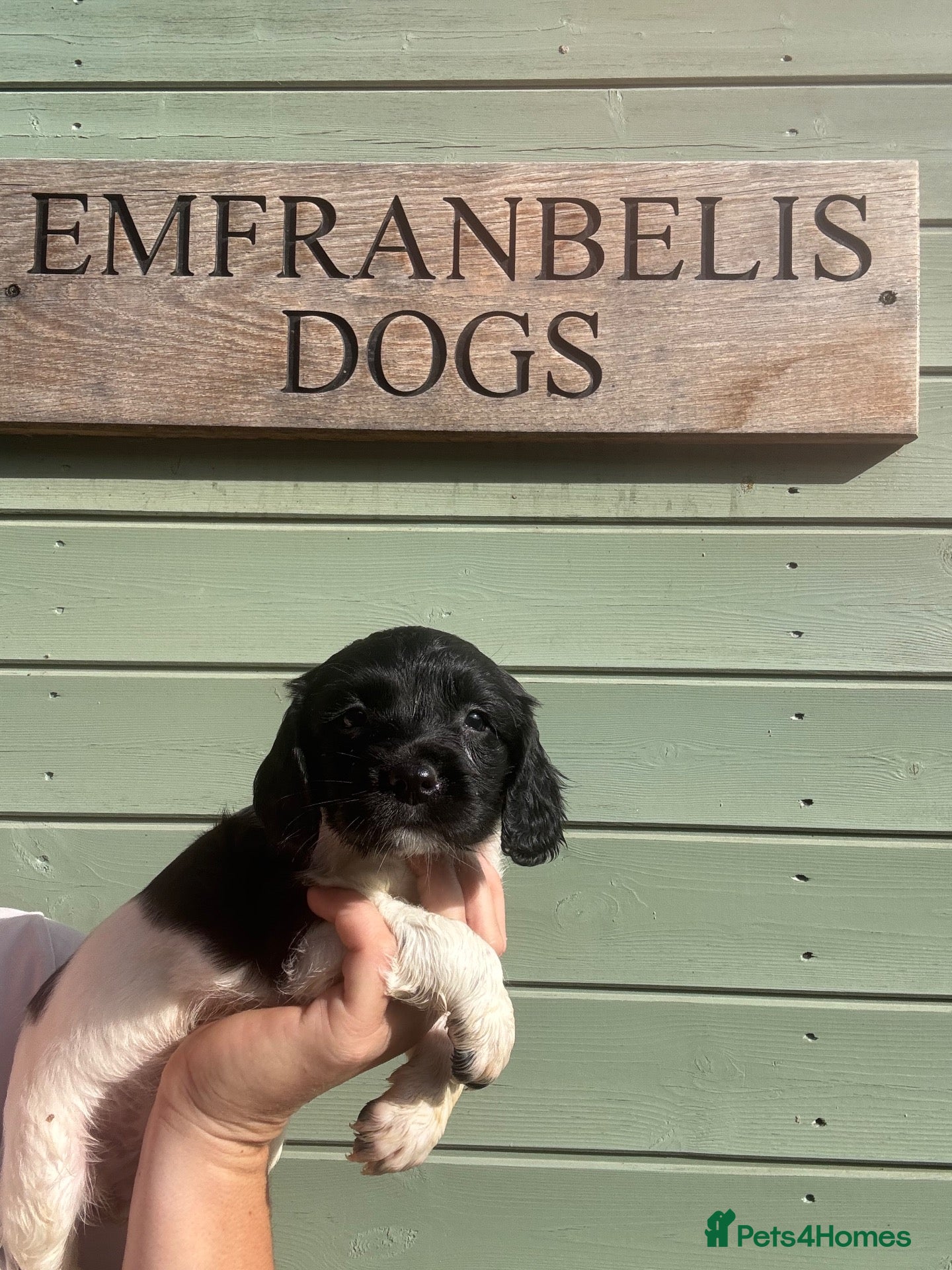 English Springer Spaniel dogs Kc springer spaniel Puppies - Advert 2