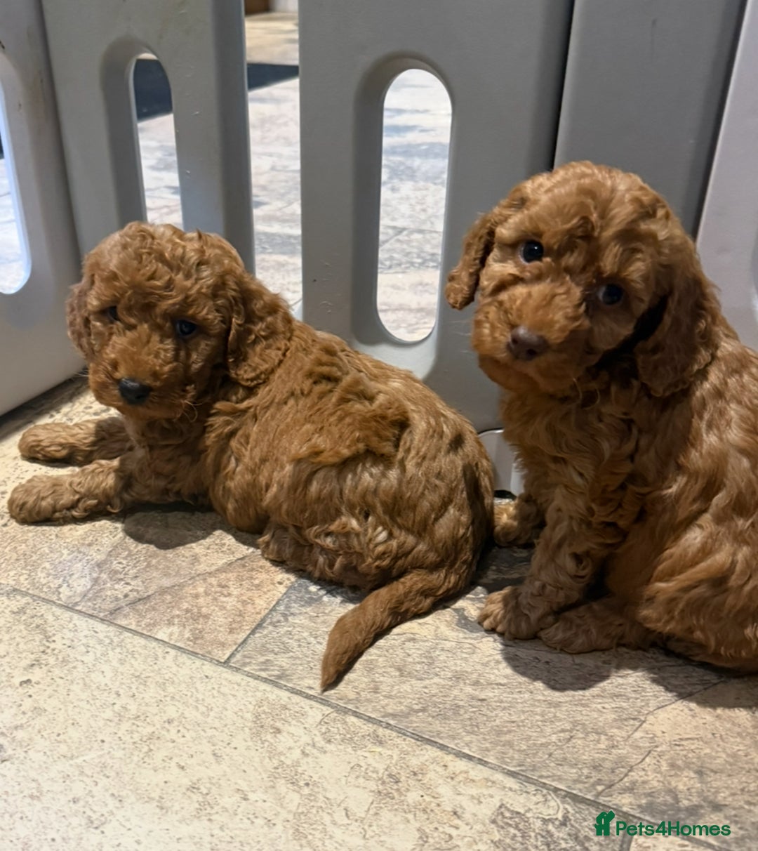 Cockapoo dogs for sale: MINI F1b COCKAPOO Puppies - Advert 20