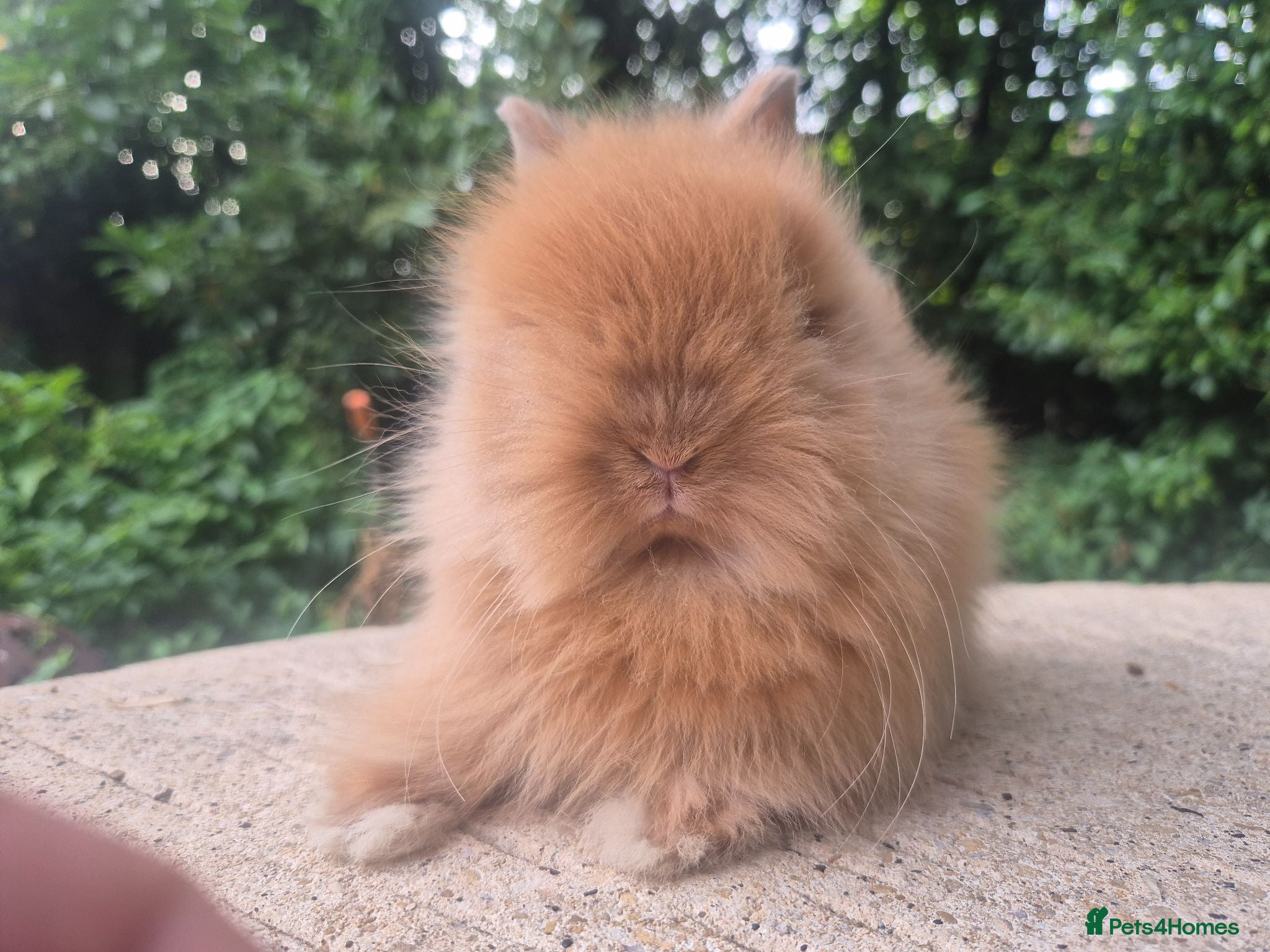 Angora rabbits ❤️STUNNING IMPORTED PARENTS- TEDDYDWERG BABIES❤️ - Advert 2