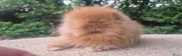 Angora rabbits for sale: ❤️STUNNING IMPORTED PARENTS- TEDDYDWERG BABIES❤️ - Advert 2