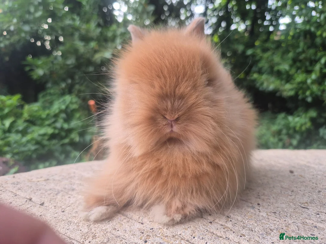 Angora rabbits for sale: ❤️STUNNING IMPORTED PARENTS- TEDDYDWERG BABIES❤️ - Advert 2