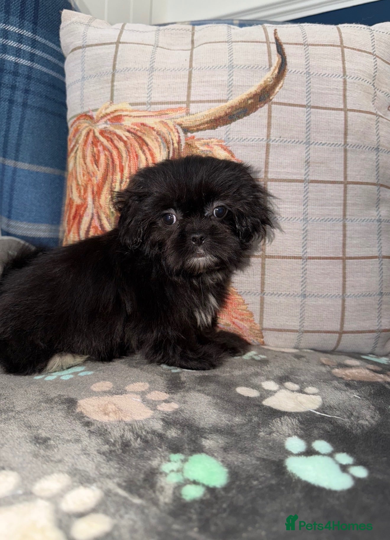 Shih Tzu dogs 💖💙Stunning Black Shih Tzu Puppies💙💖 - Advert 2