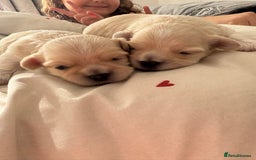 Mixed Breed dogs for sale: Beautiful litter of lhatese baby’s 🥰❤️ - Advert 12