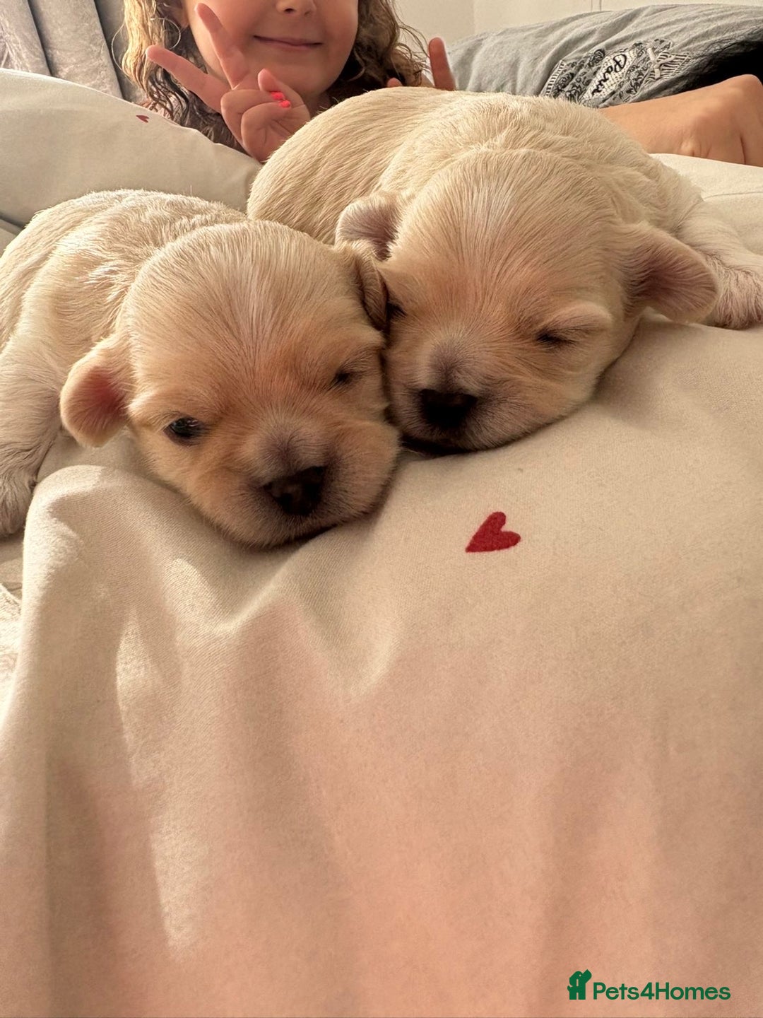 Mixed Breed dogs for sale: Beautiful litter of lhatese baby’s 🥰❤️ - Advert 12