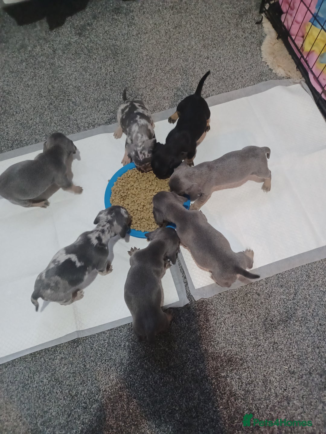 Mixed Breed dogs for sale: Beautiful litter of French bulldog x dachshund  - Advert 2
