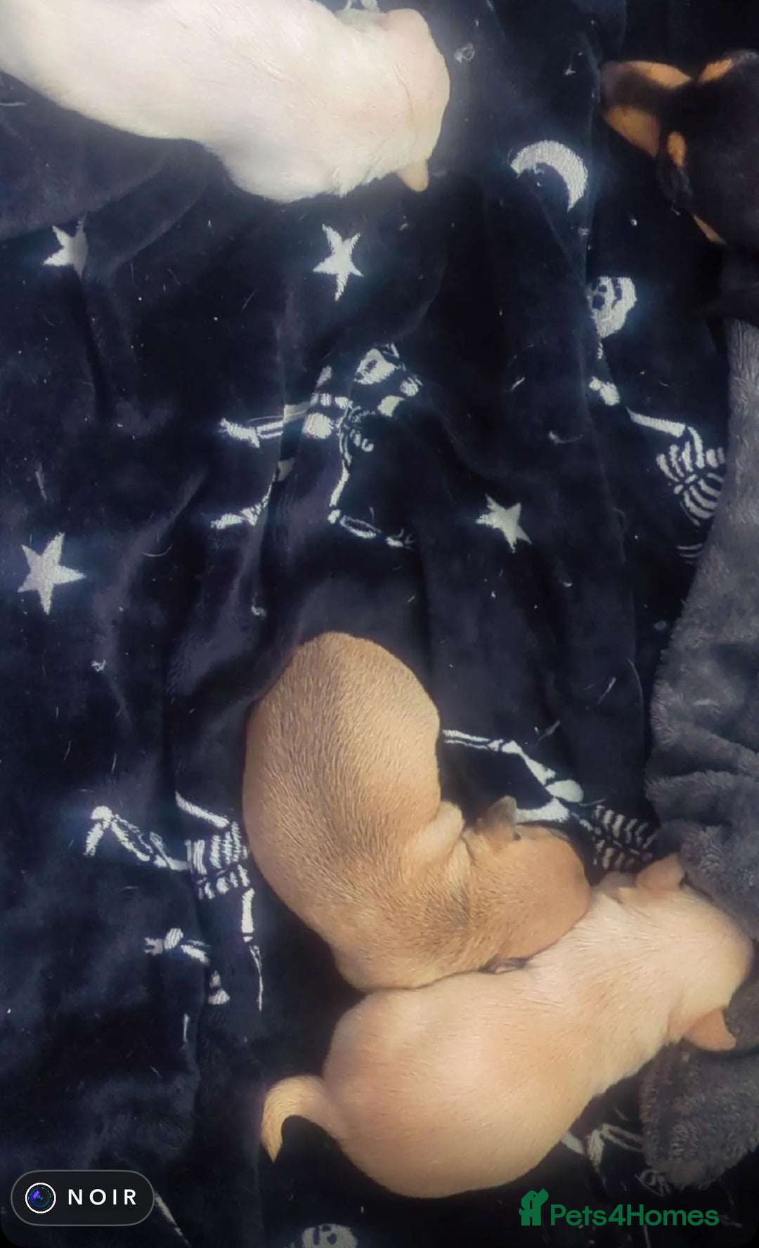 Chihuahua dogs for sale: Chihuahua puppies, two boys - Advert 4