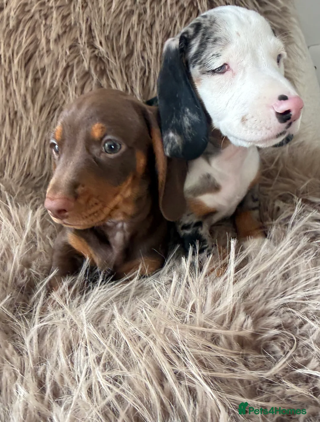 Miniature Dachshund dogs for sale: Choccie and tan mini sausage girl - for sale - Advert 9