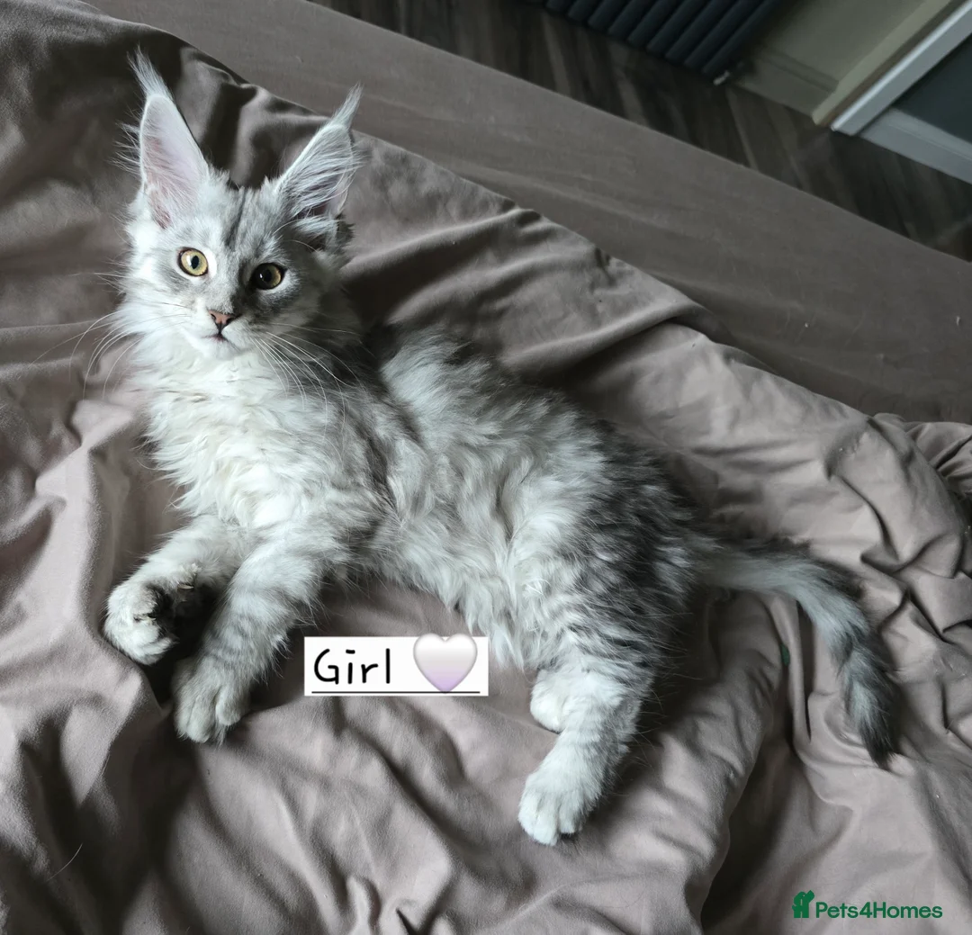 Maine Coon cats for sale: Pedigree TICA Maine Coon kittens READY  - Advert 31
