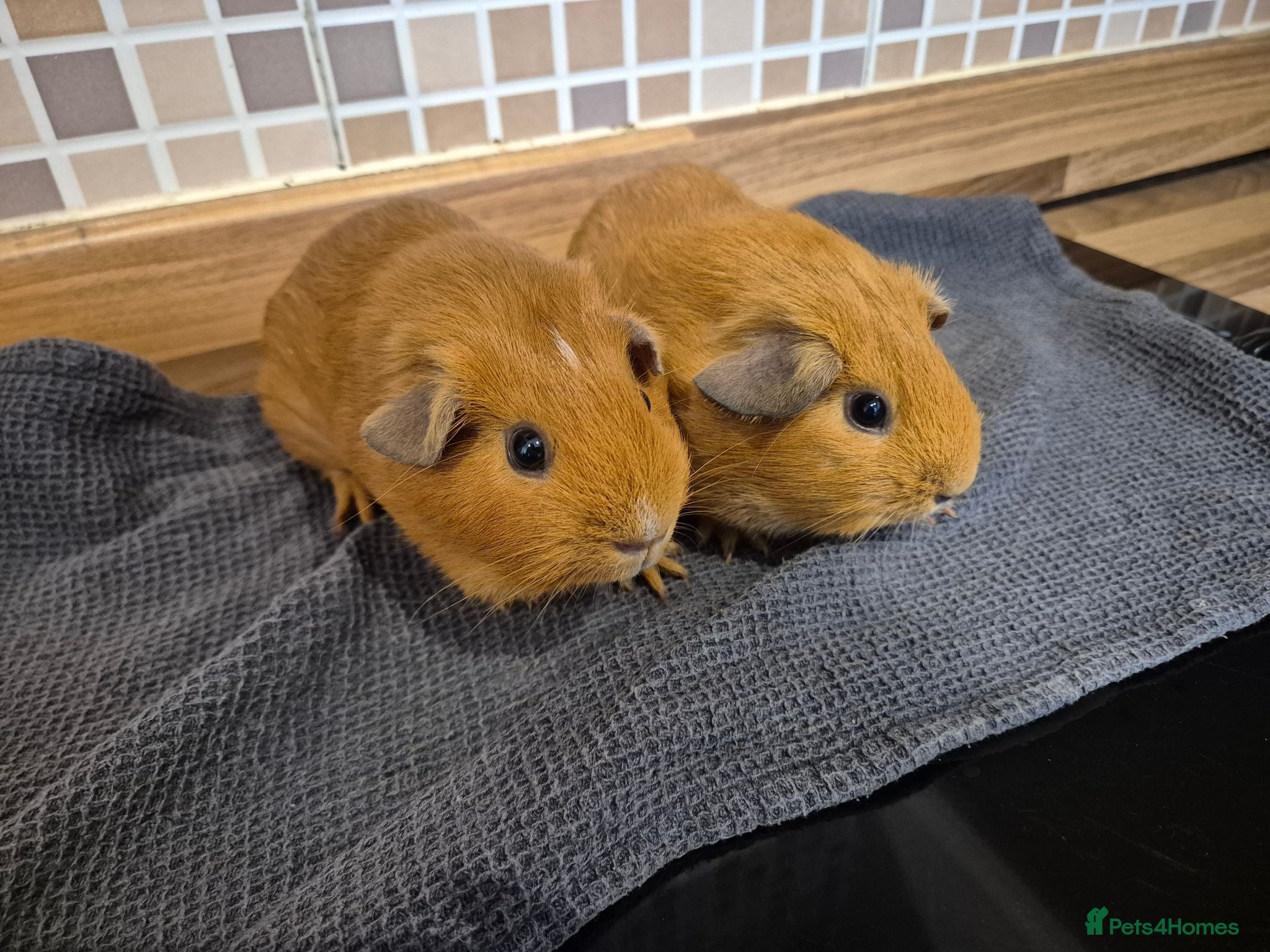 Guinea Pig rodents 2 female guinea pigs - Advert 11