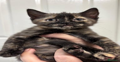 Mixed Breed cats - Advert 2