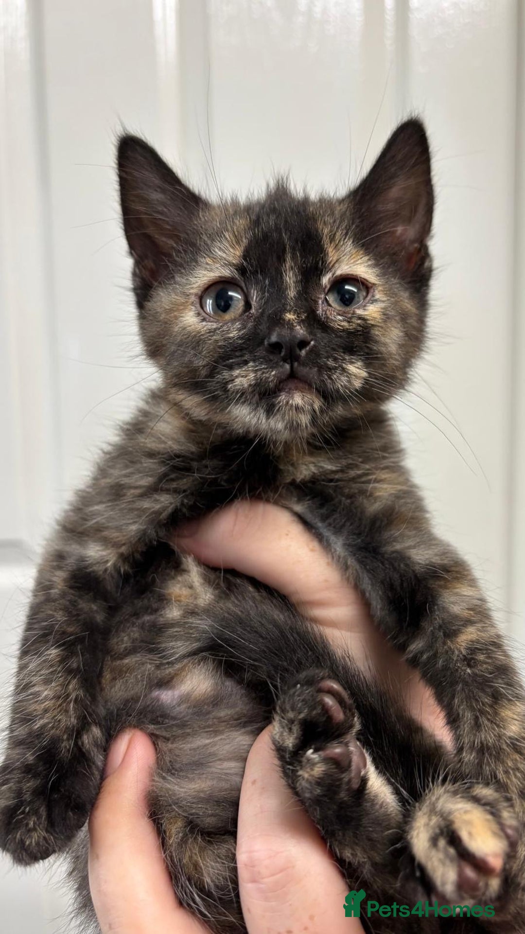 Mixed Breed cats for sale: Tortoiseshell Female kittens  - Image 2