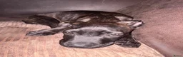 Mixed Breed dogs for sale: Female puppy for sale - Advert 3