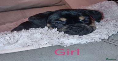 Mixed Breed dogs - Advert 4