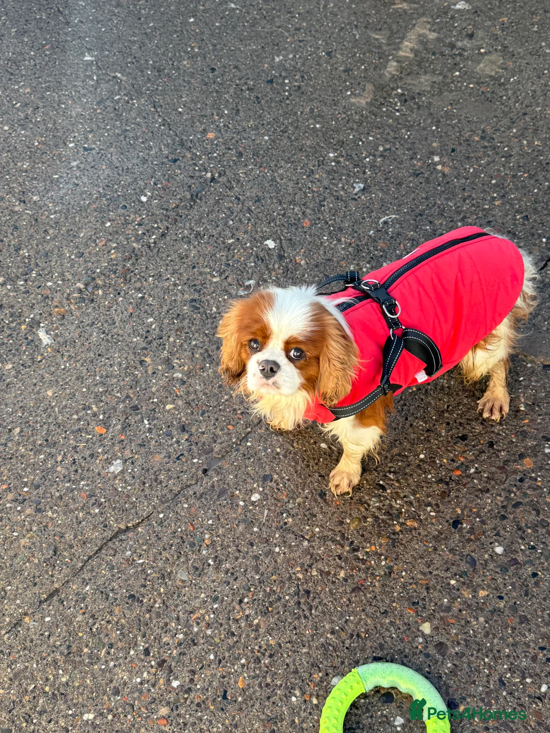 Cavapoo dogs for sale: Stunning F1 Cavapoos  - Advert 6