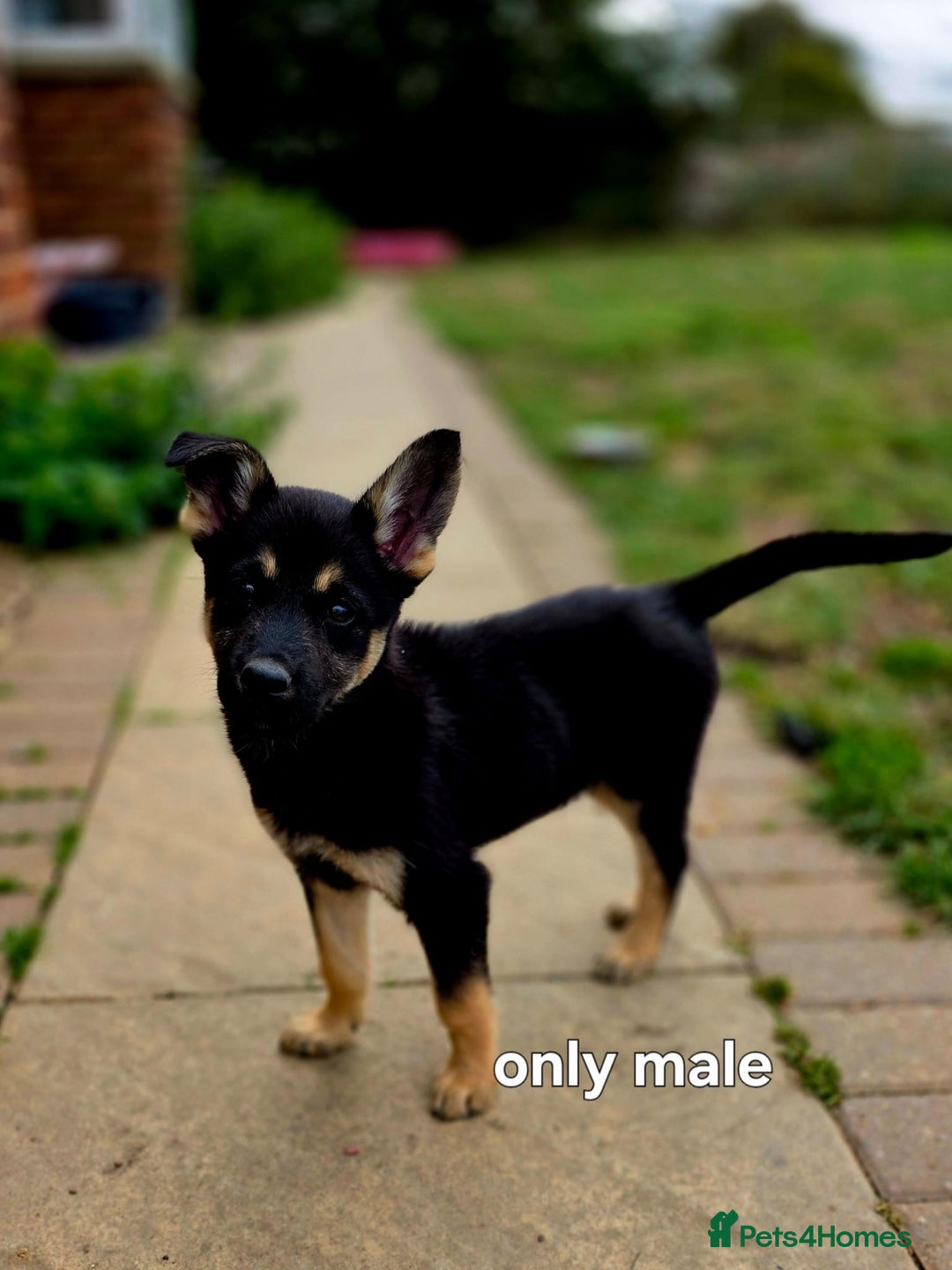 Mixed Breed dogs for sale: Stunning Shepsky Pups! - Image 16