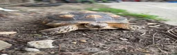 Tortoise reptiles for sale: Sulcata tortoise - Advert 3