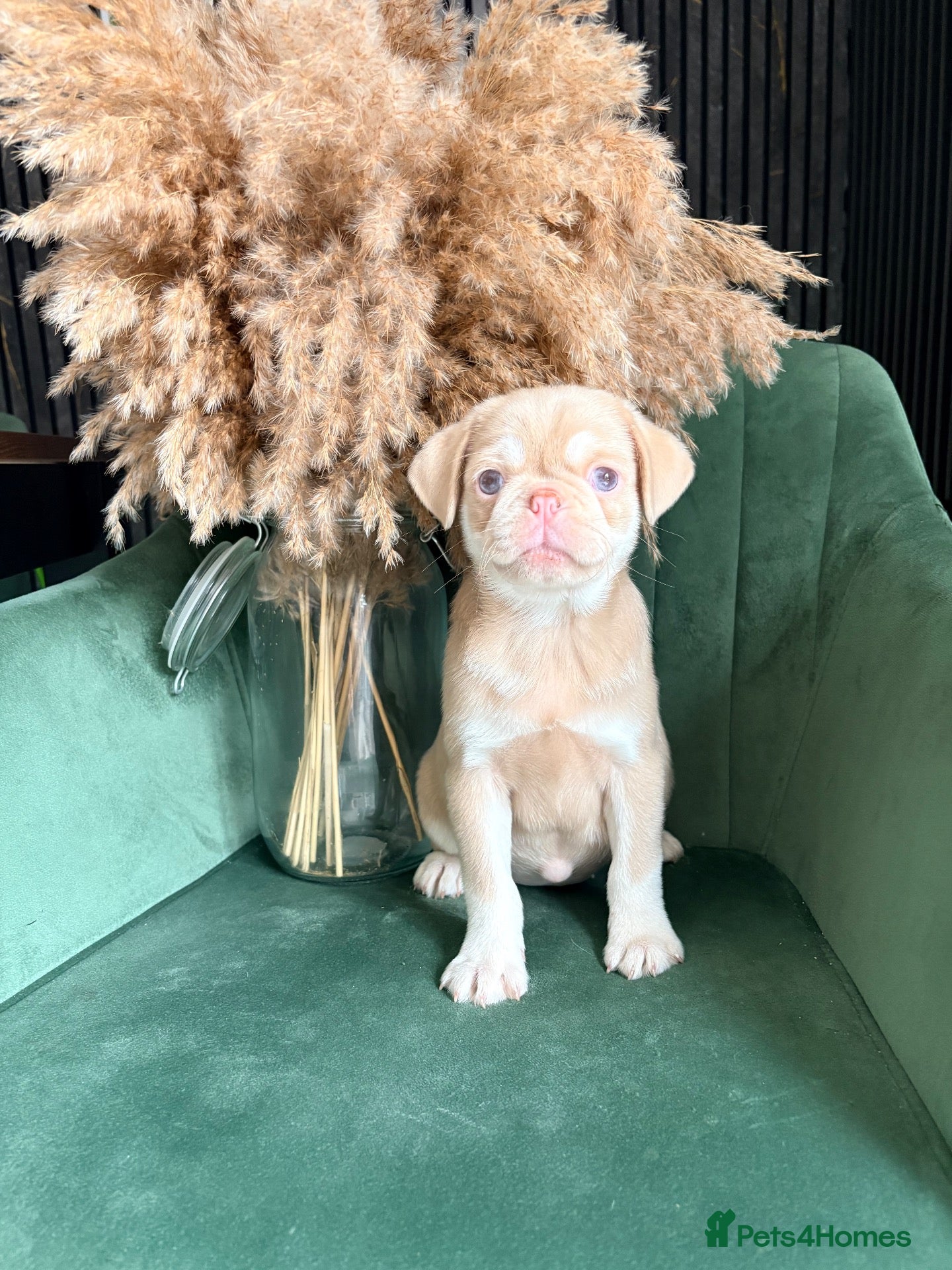 Pug dogs Two pink pug females 💖 - Advert 8