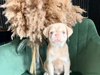 Pug dogs Two pink pug females 💖 - Advert 9