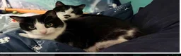 Mixed Breed cats for sale: Rescue affectionate cats - Advert 2