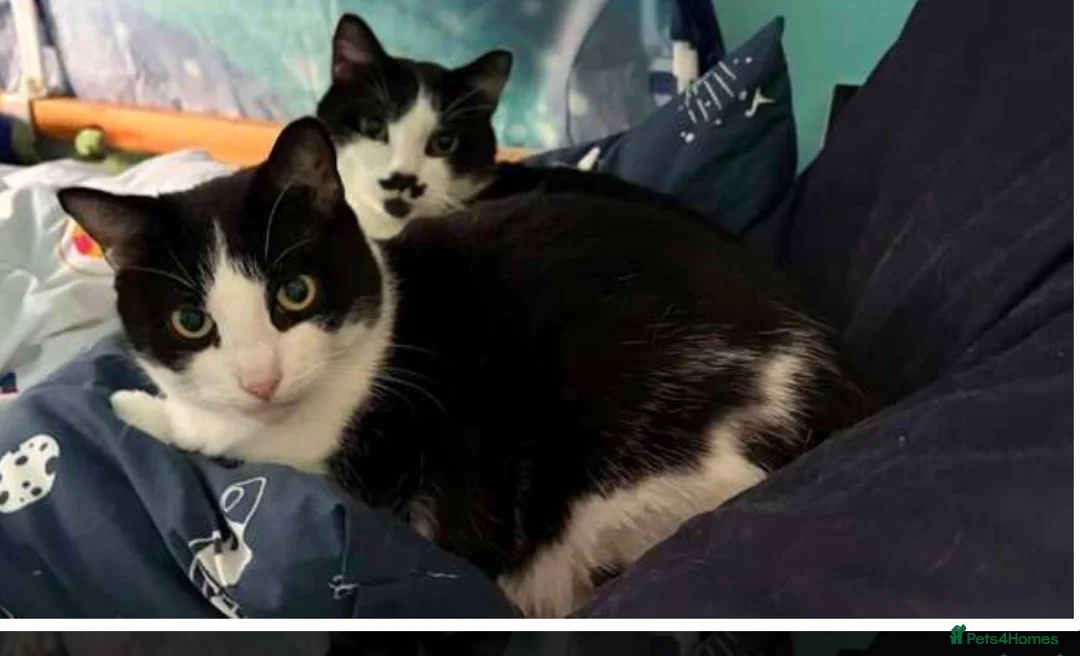 Mixed Breed cats for sale: Rescue affectionate cats - Advert 2