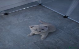 British Shorthair cats for sale: Britishshort hair kitten ready now - Image 12