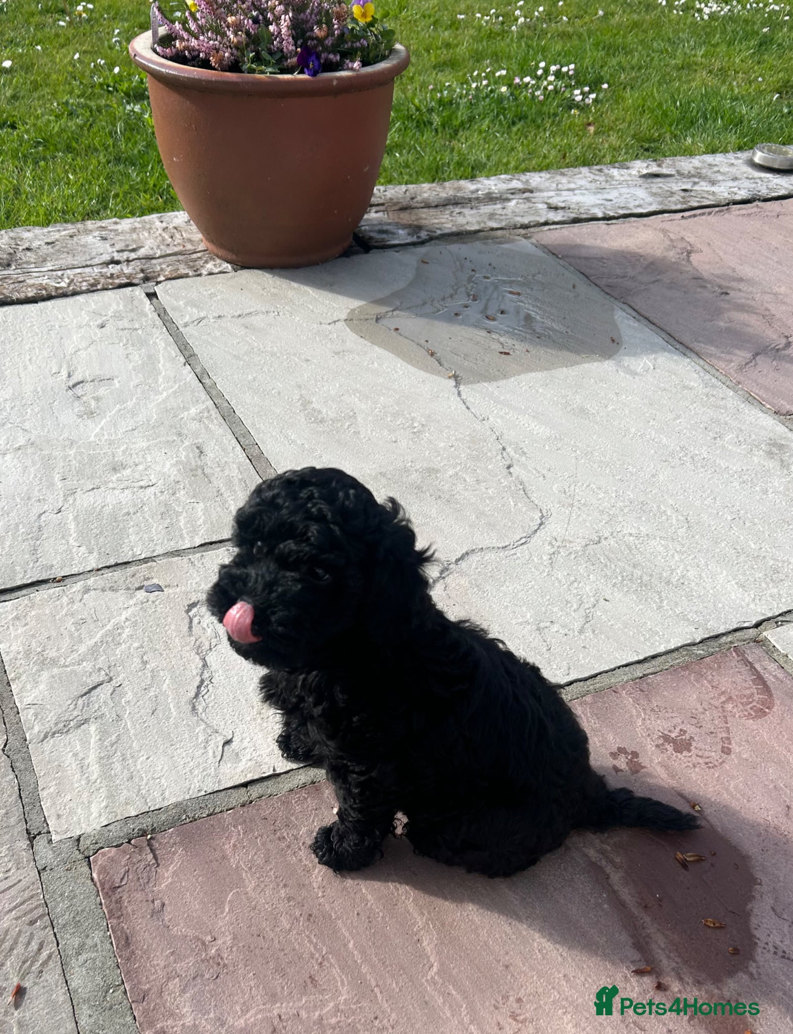 Sproodle dogs Gorgeous Sproodle puppies F1B - Advert 2