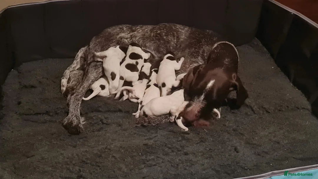 German Wirehaired Pointer dogs for sale: German Wire Haired Pointers - Advert 11