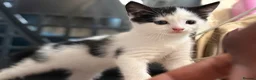 Mixed Breed cats for sale: Adorable black & white boy kittens - ready in 2wks - Advert 22