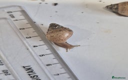 Snails invertebrates for sale: Giant Land Snail Babies - Image 4