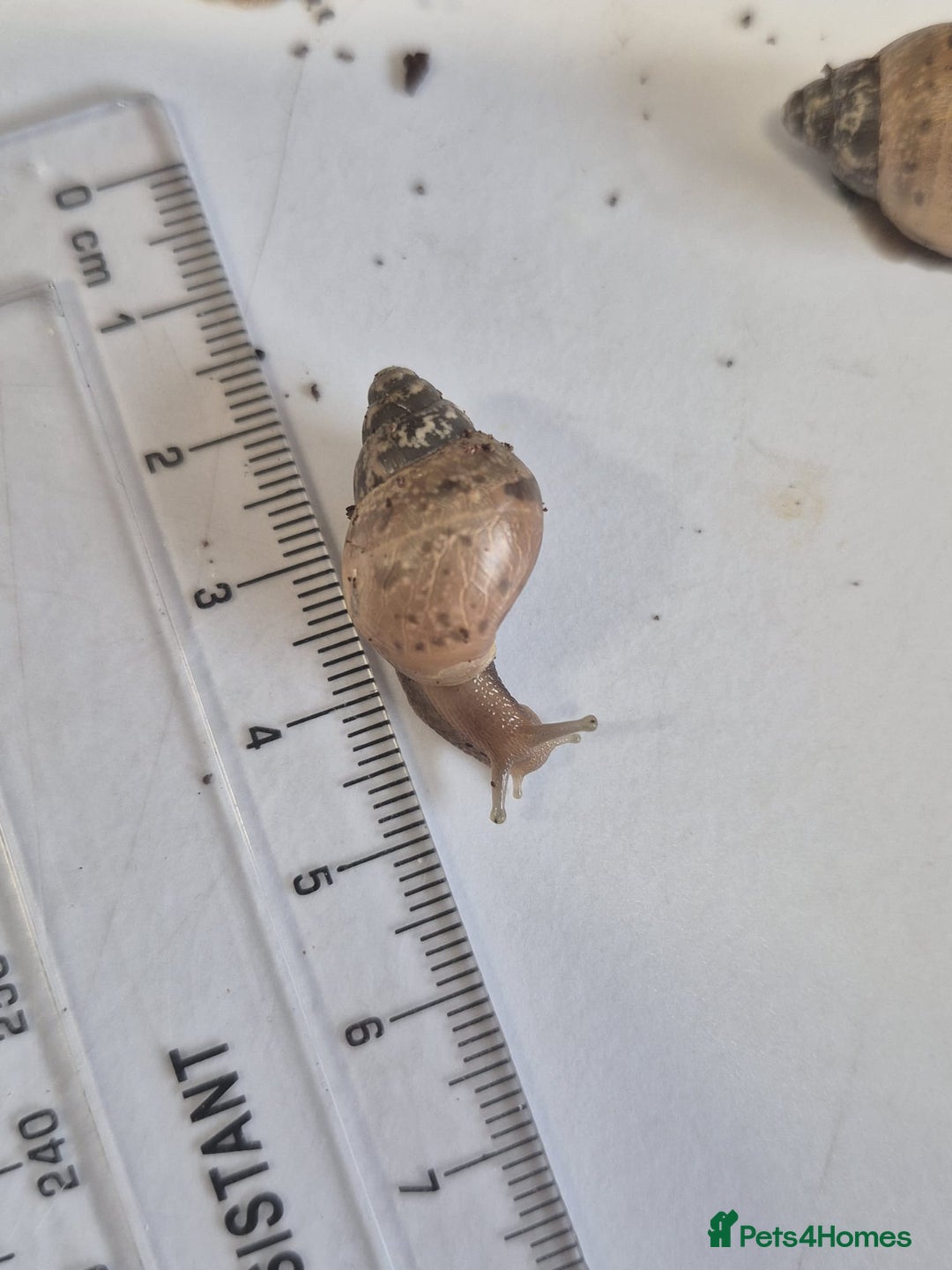Snails invertebrates for sale: Giant Land Snail Babies - Image 4