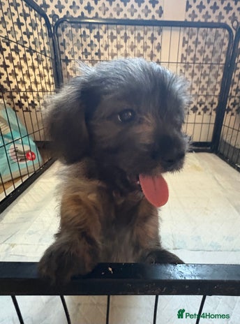 Mixed Breed dogs - Advert 1