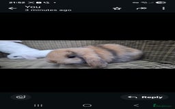 Mini Lop rabbits for sale: Adorable baby mini lops - Image 7