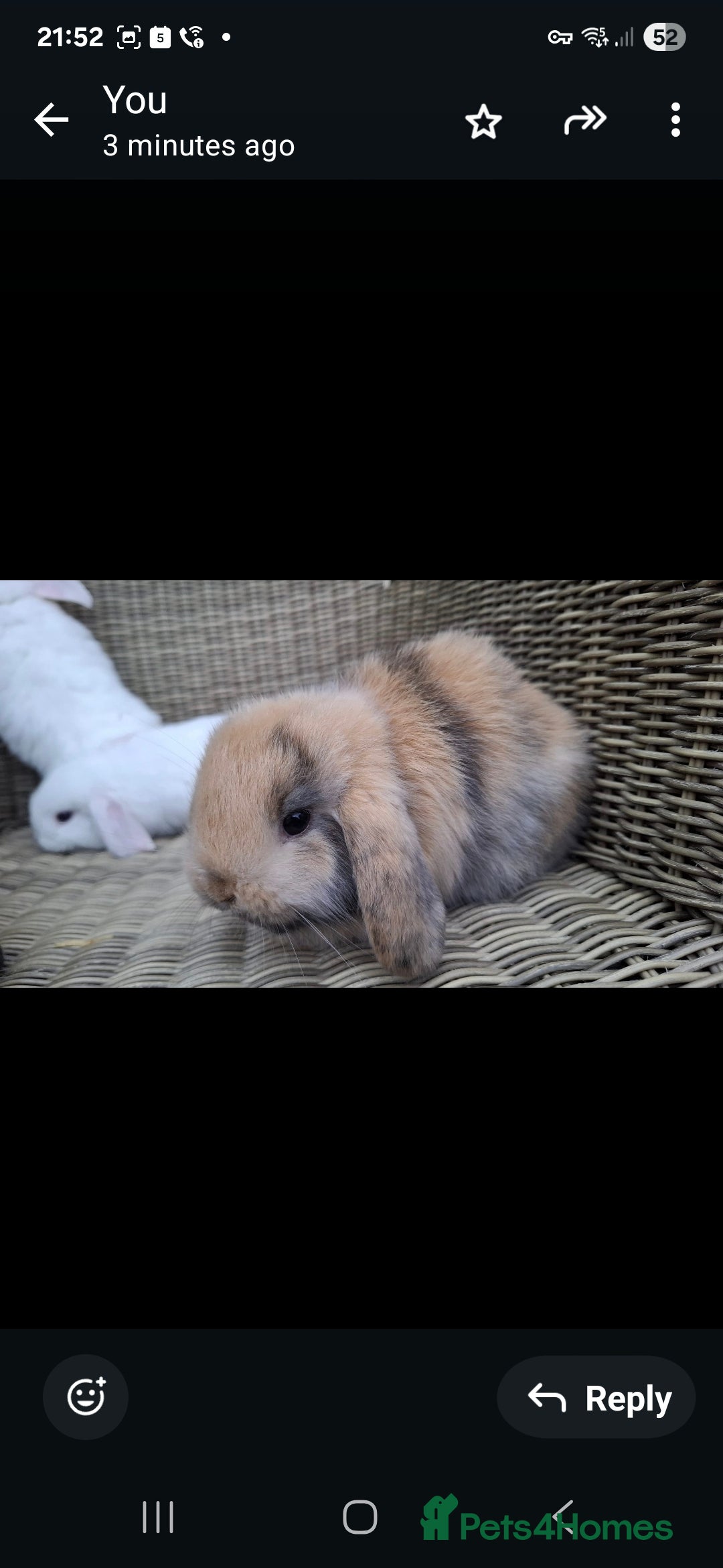 Mini Lop rabbits for sale: Adorable baby mini lops - Image 7