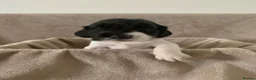 English Springer Spaniel dogs for sale:  Springer spaniel pups looking for forever homes in March - Advert 6