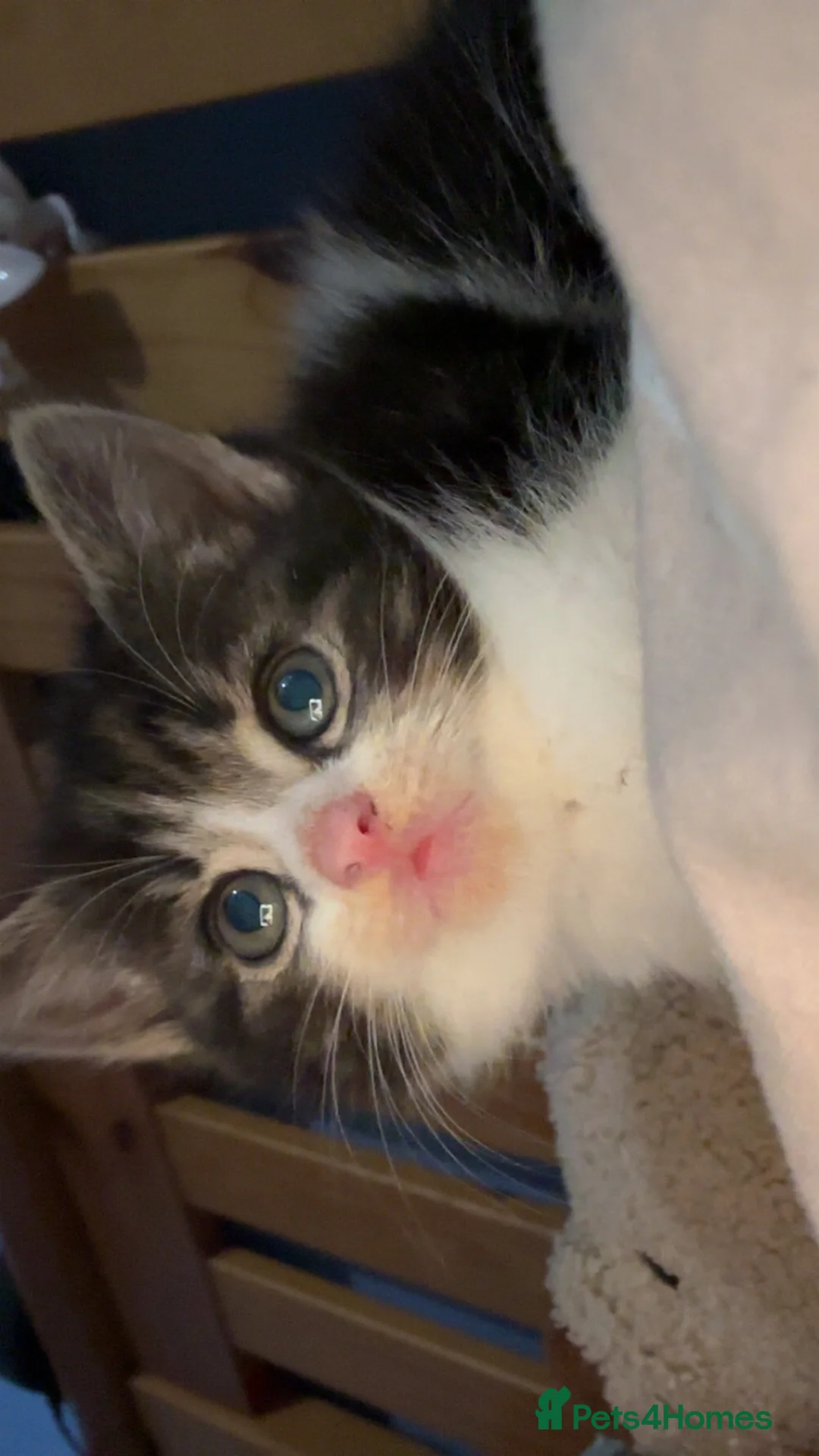 Mixed Breed cats for sale: White and grey Tabby 1M/1F ready 19 Feb - Advert 16