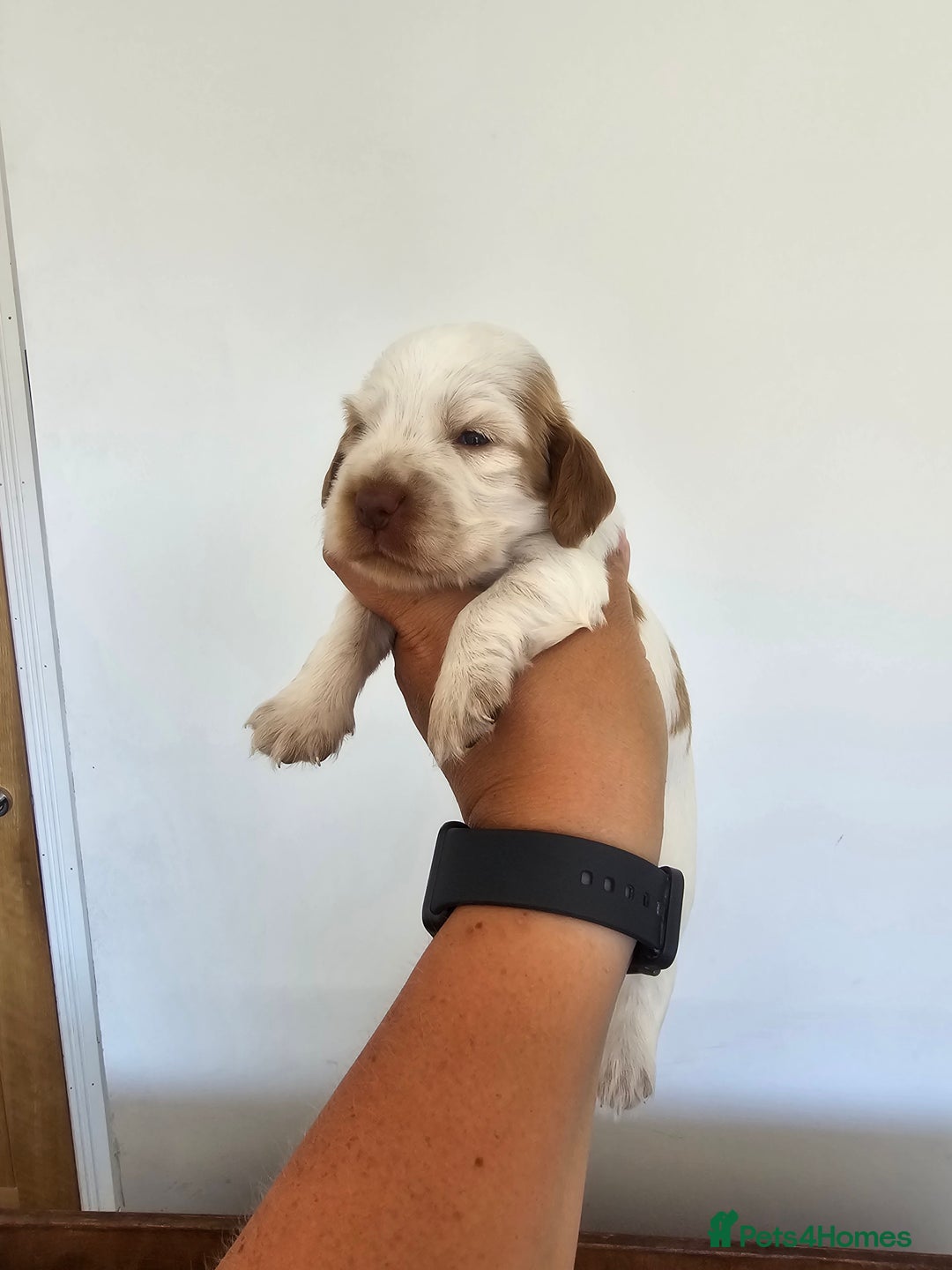 Cocker Spaniel dogs for sale: Kc registered health tested SHOW cocker spainel  - Image 27