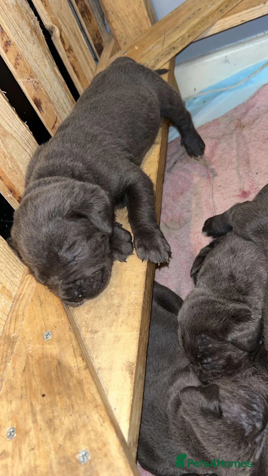 Cane Corso dogs for sale: Cane corso pups - Advert 17